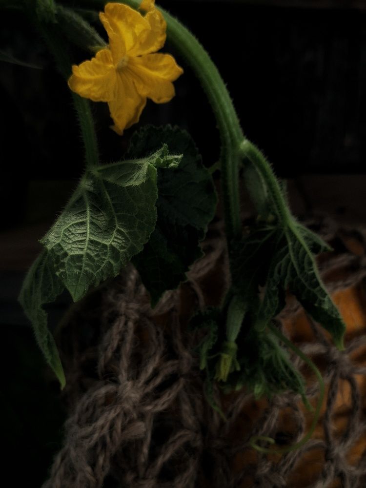 Photograph by Катерина Солдатова