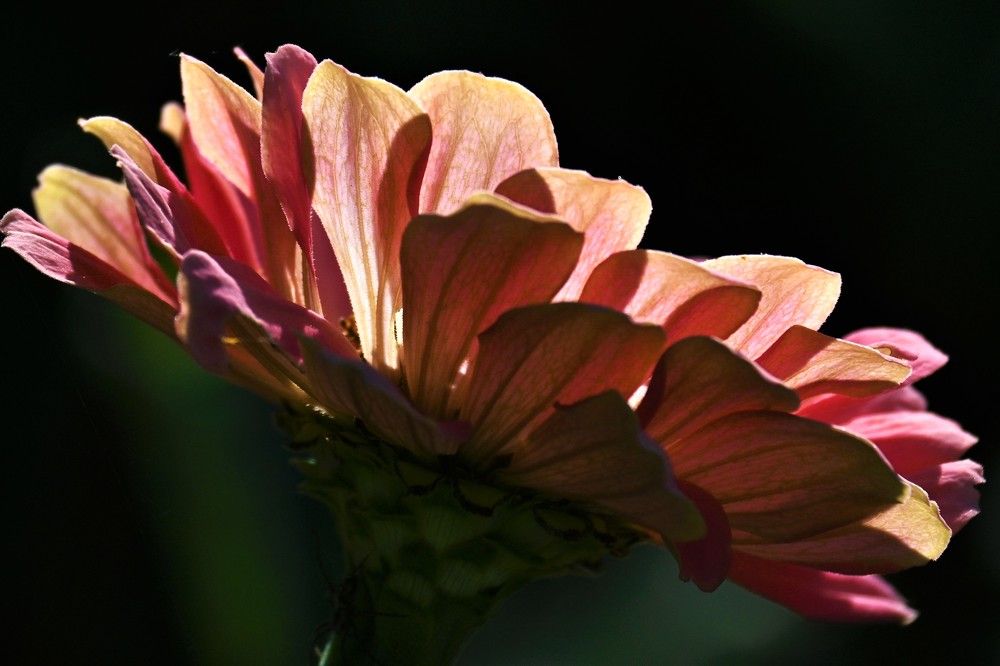 Фотография автора IRINA FILIPPOVA