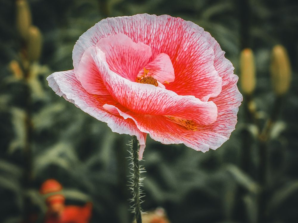 Photograph by Евгений Фазлеев