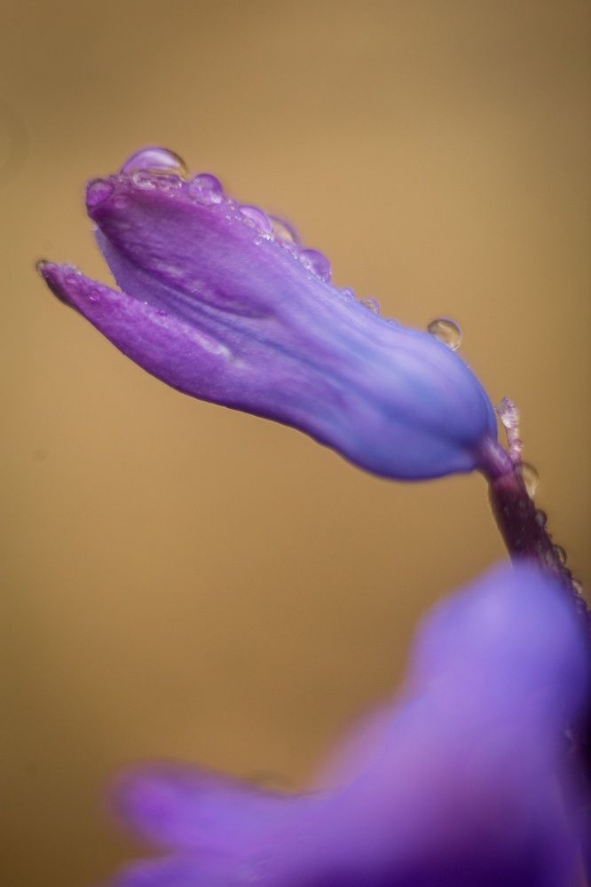 Фотография автора Юлия Трубанова