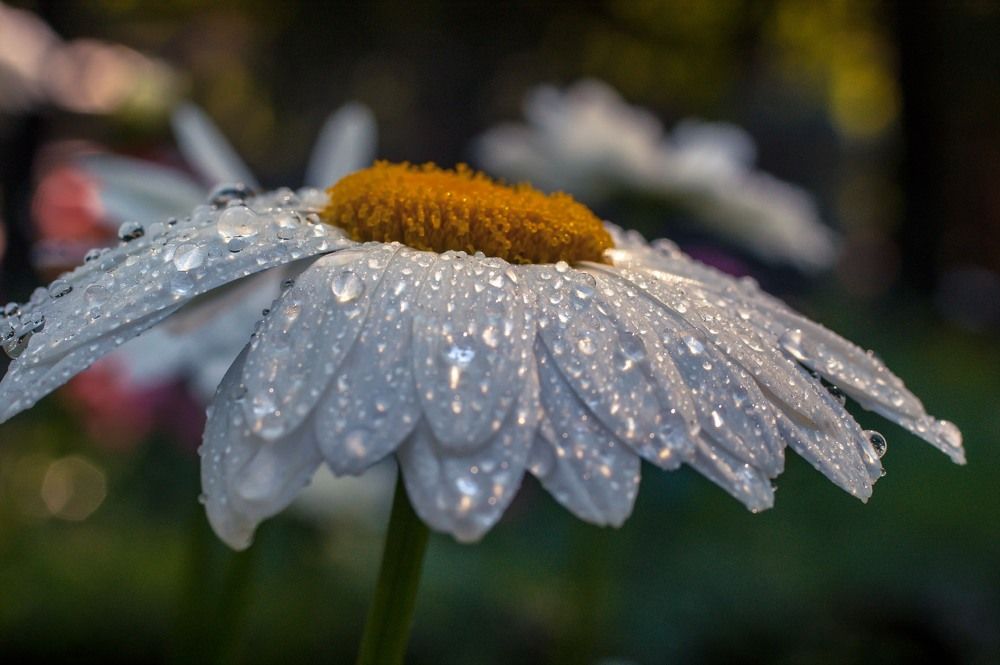 Photograph by Marina Mossiy