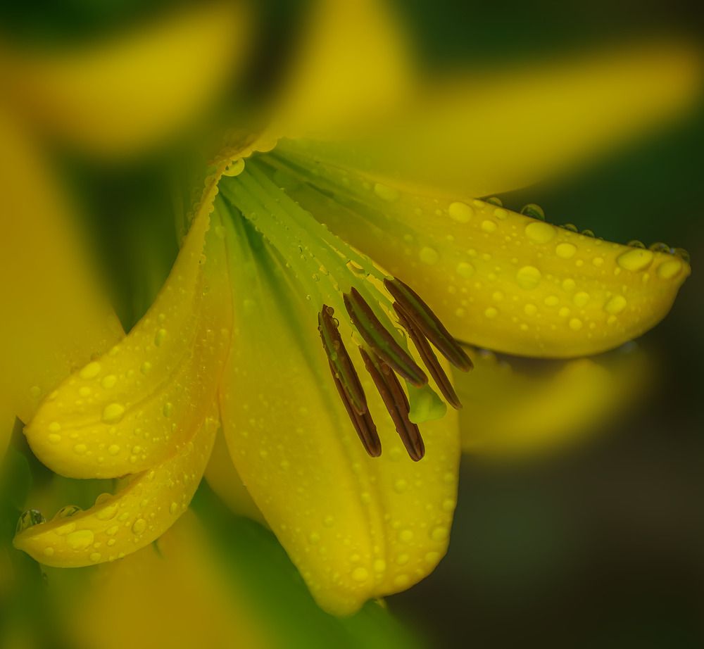 Желтая красавица