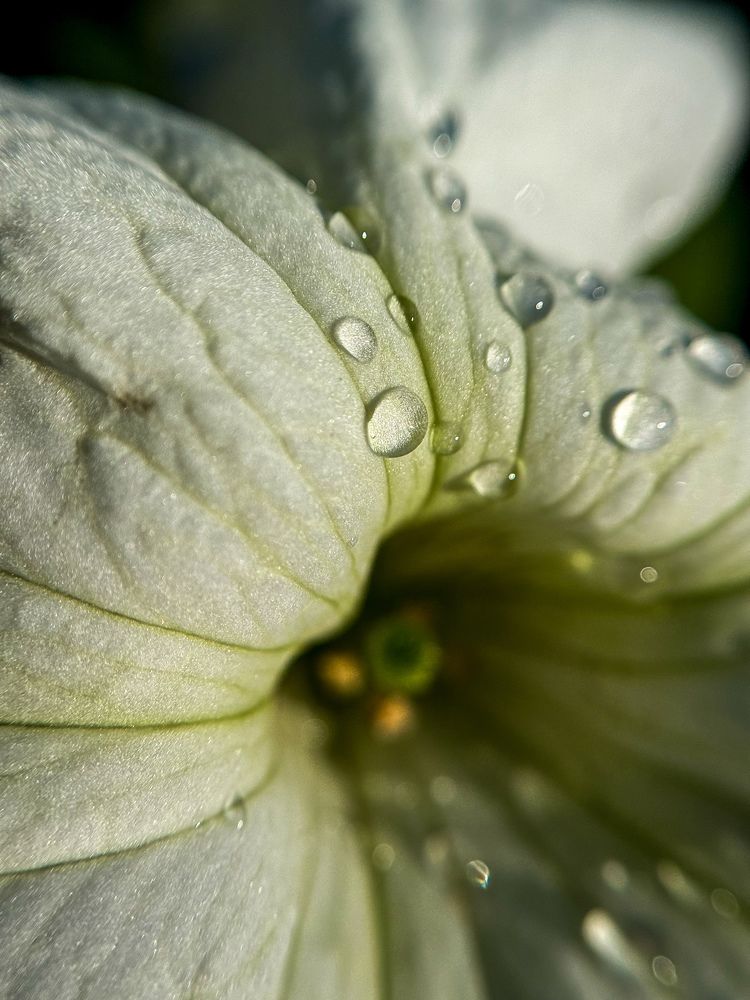 Photograph by Татьяна Зенина