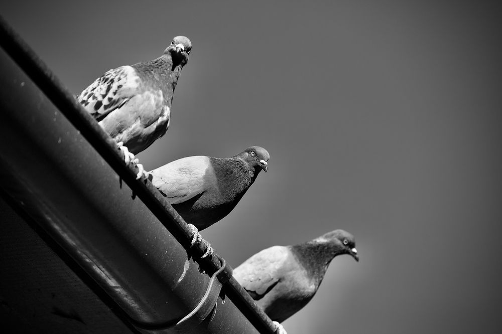 Photograph by Елена Ковалева