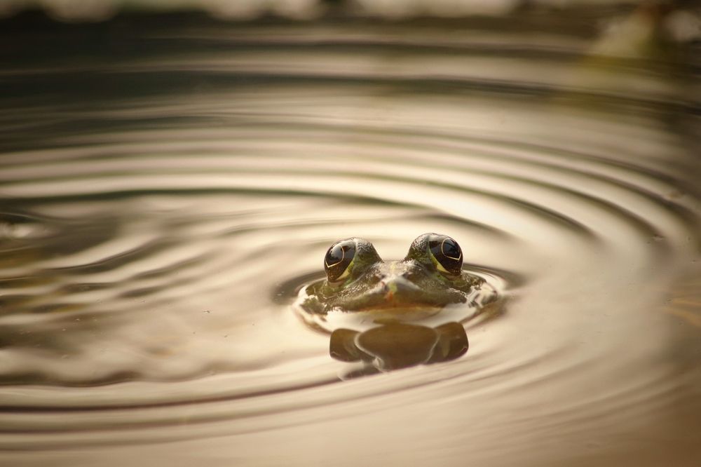 Фотография автора Washiful Majid