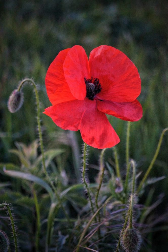 Photograph by Ирина Чувило