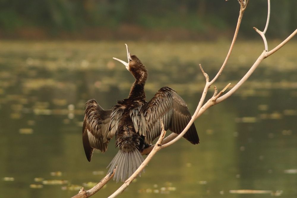 Фотография автора Washiful Majid