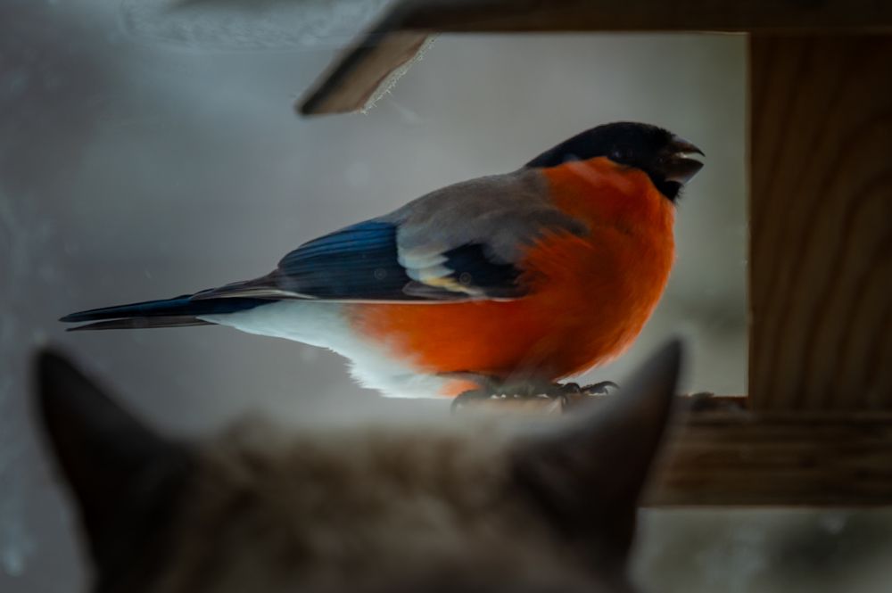 Фотография автора Олег Капуста