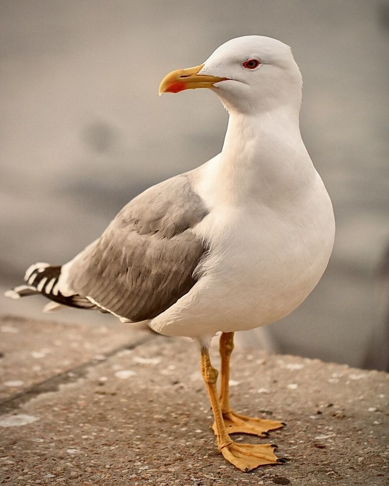 Photograph by Елена Ковалева