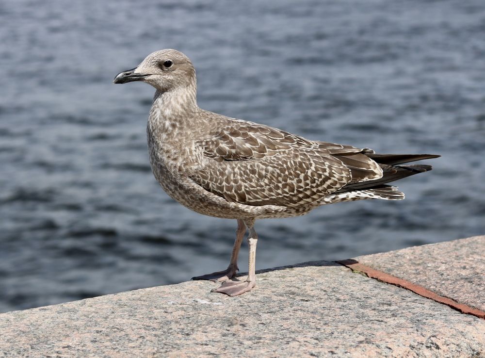 Photograph by Елена Ковалева