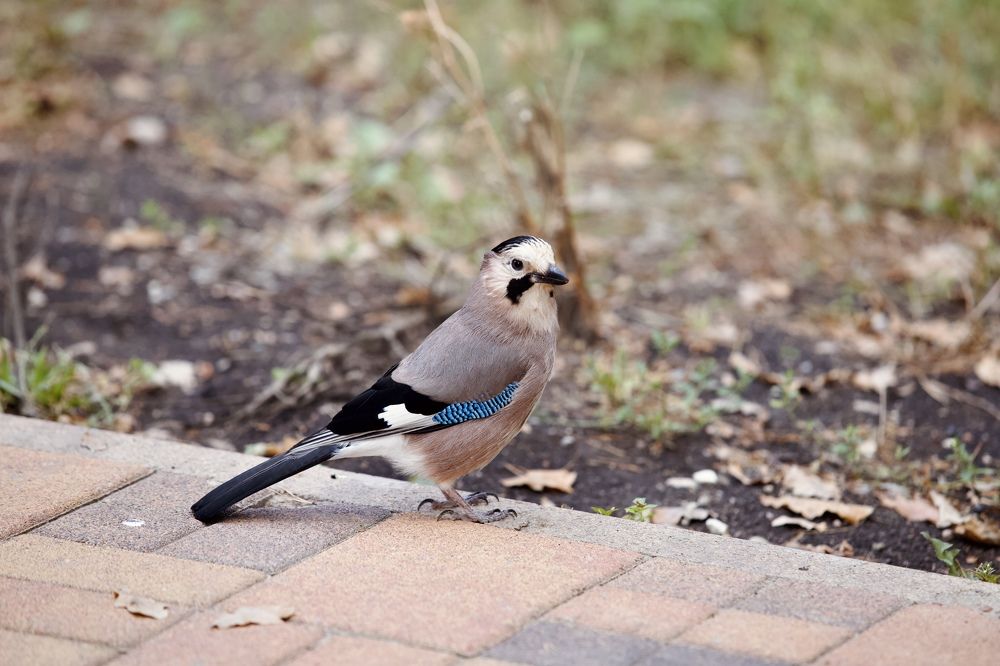 Photograph by Елена Ковалева