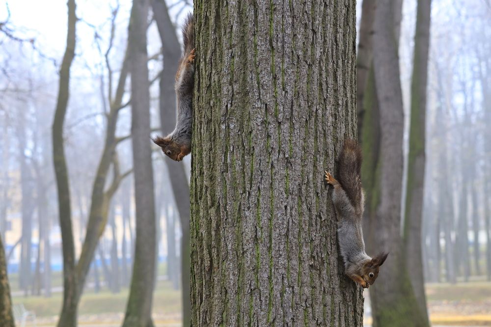 Фотография автора Колосова Елена