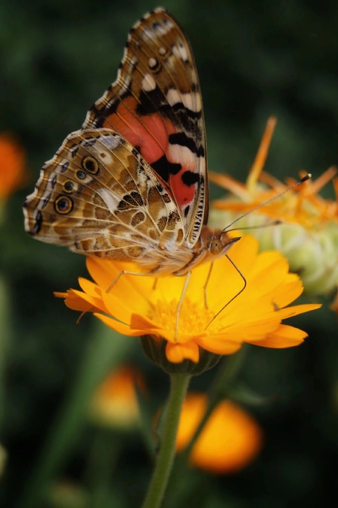 Photograph by Ирина Чувило