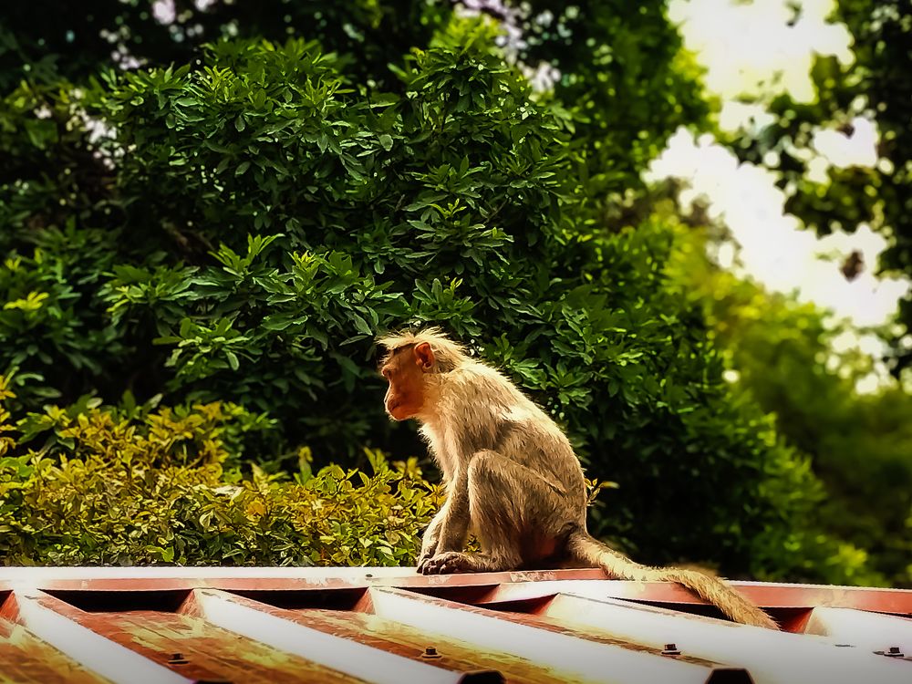 Photograph by Praveen