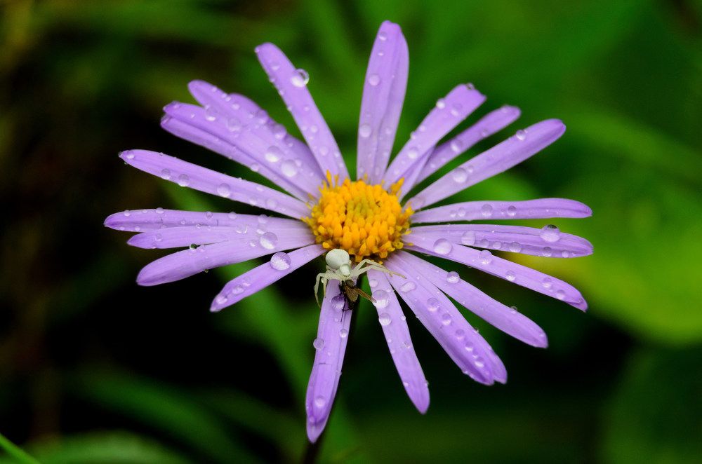 Photograph by Andrei Sosnouski