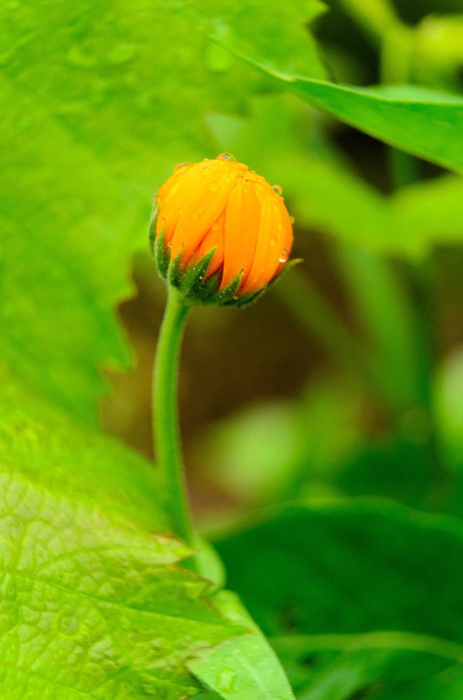 Photograph by Andrei Sosnouski