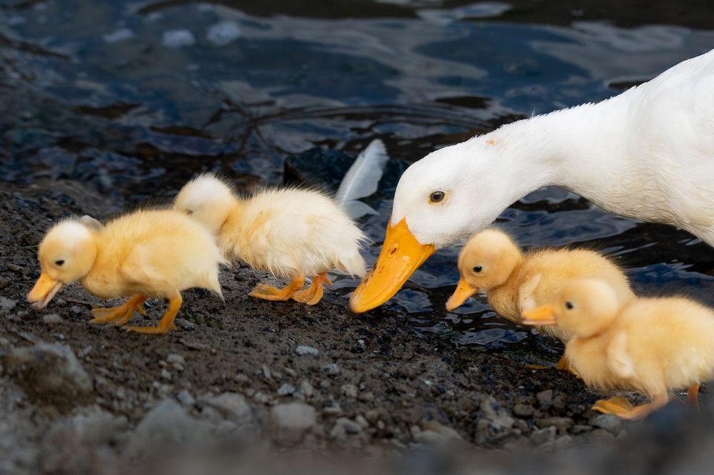 Photograph by Zubair Irshad