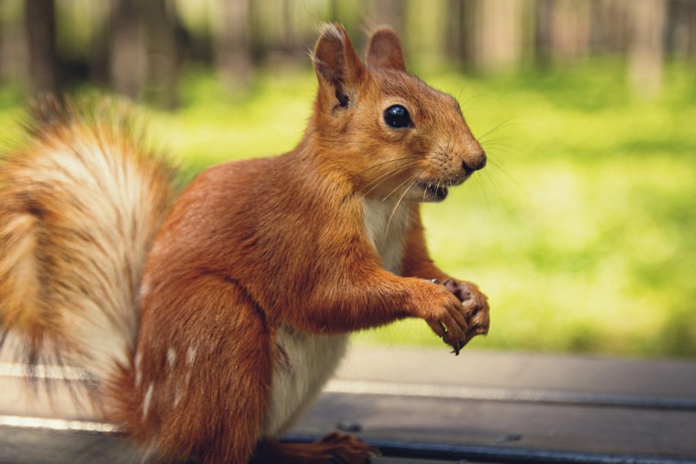 Фотография автора Черепанов Александр