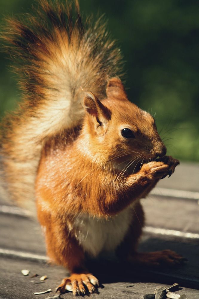Фотография автора Черепанов Александр