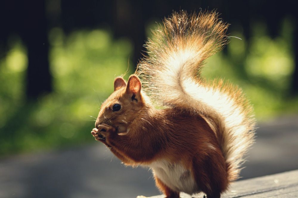 Фотография автора Черепанов Александр