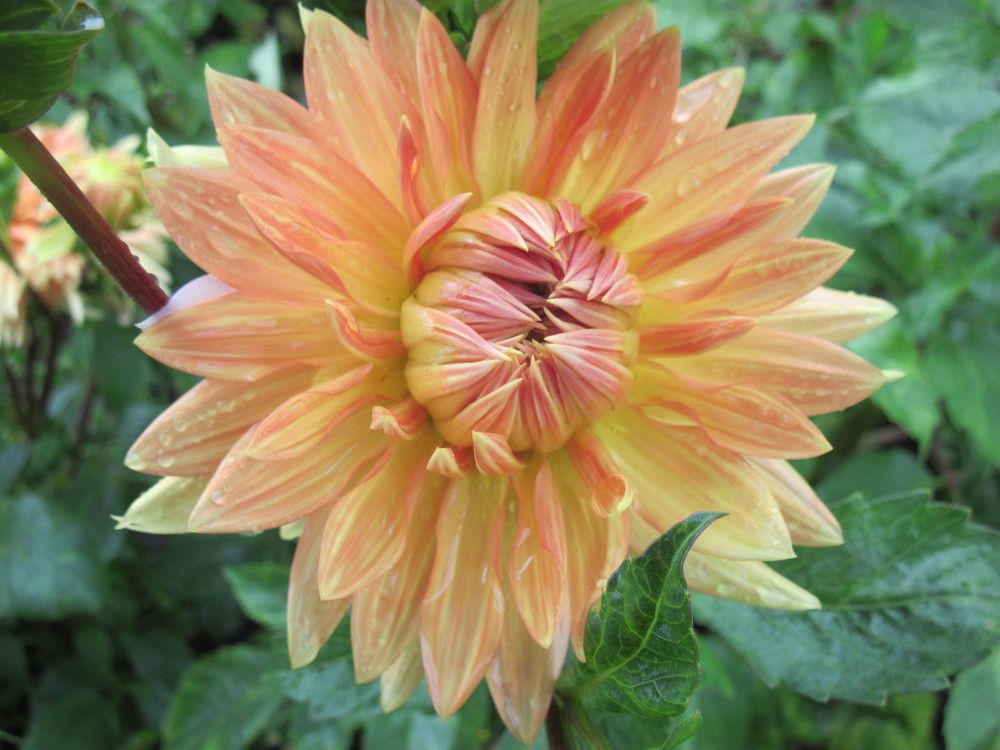 Фотография автора Георгий Самусевич