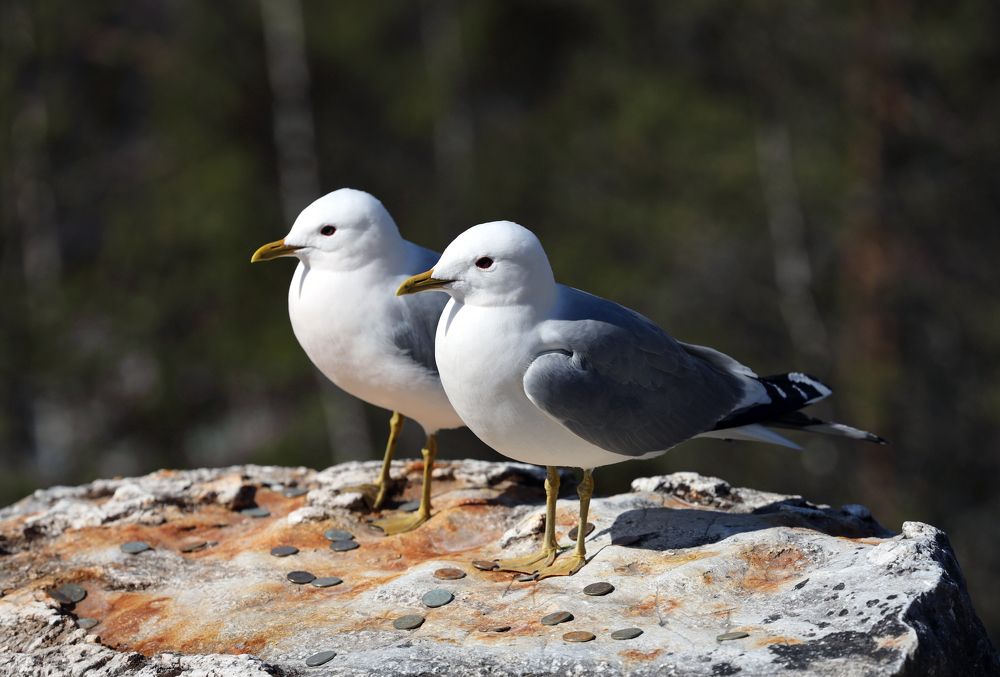 Фотография автора Ирина Муравьева