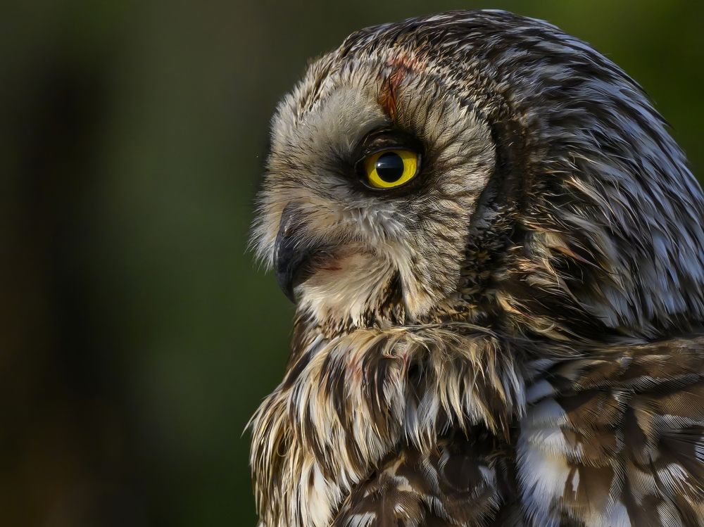 Photograph by Пупонин Сергей