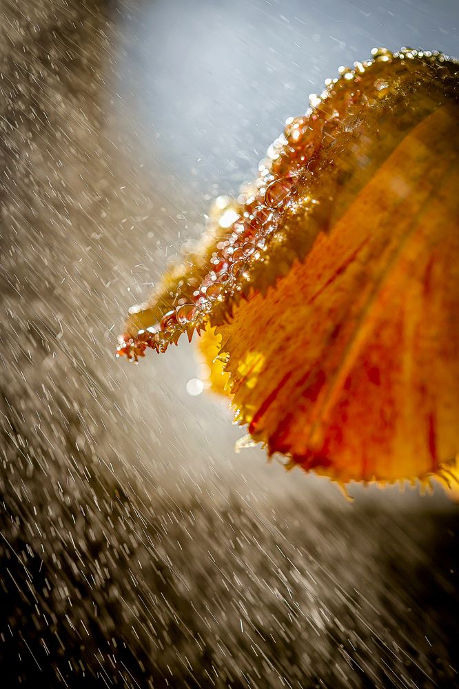 Photograph by Katja Sen