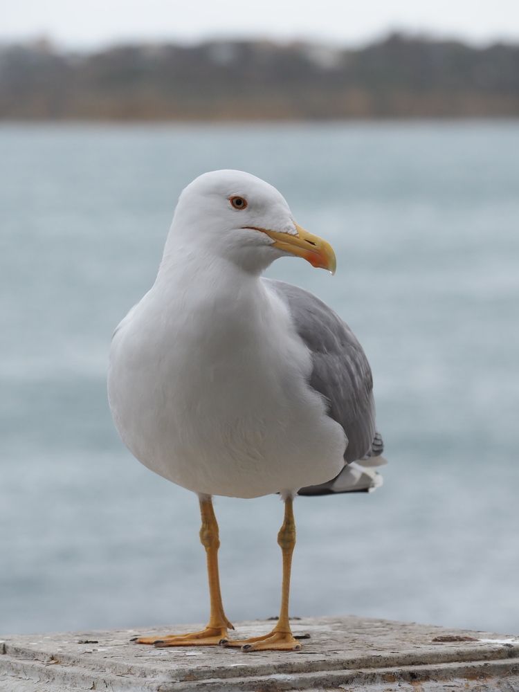 Photograph by Сергей Борисов