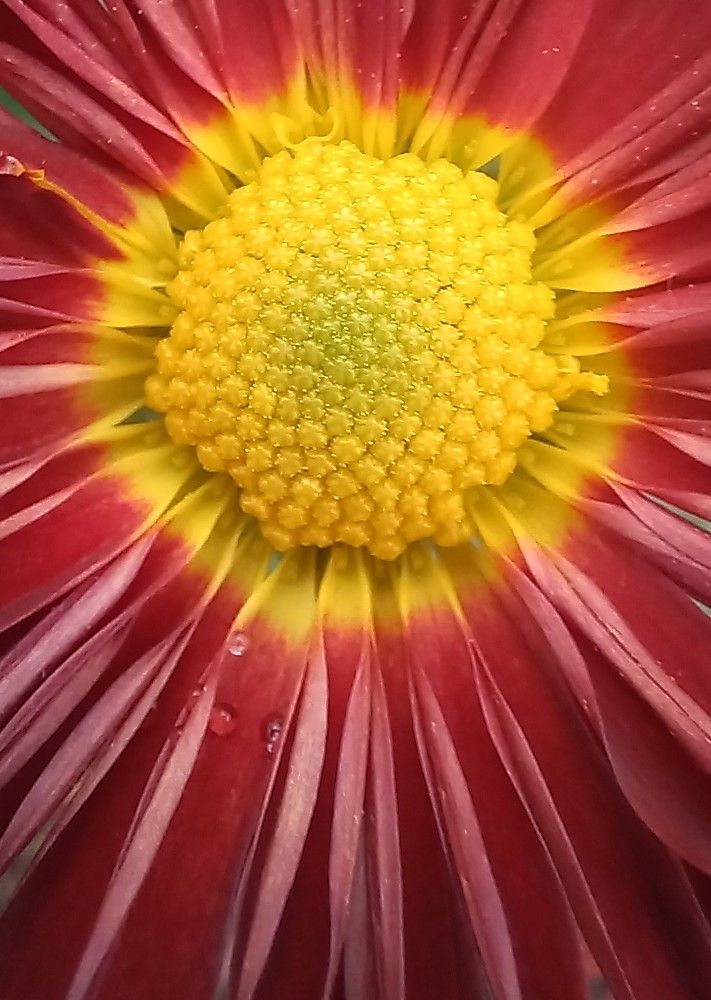 Photograph by Галина Воеводенко
