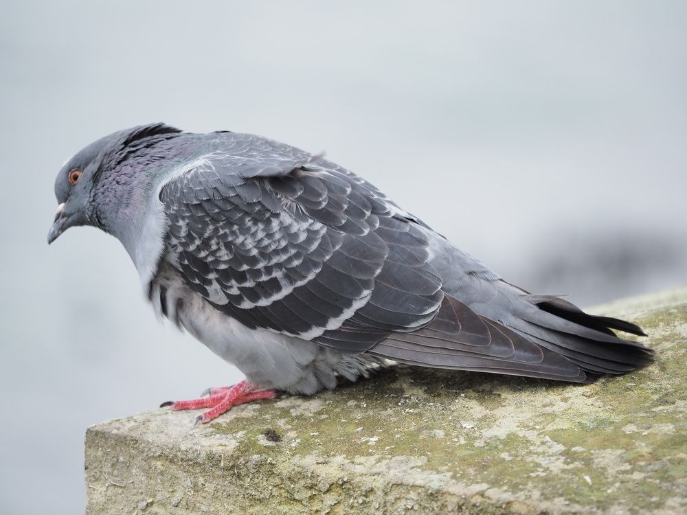 Photograph by Сергей Борисов