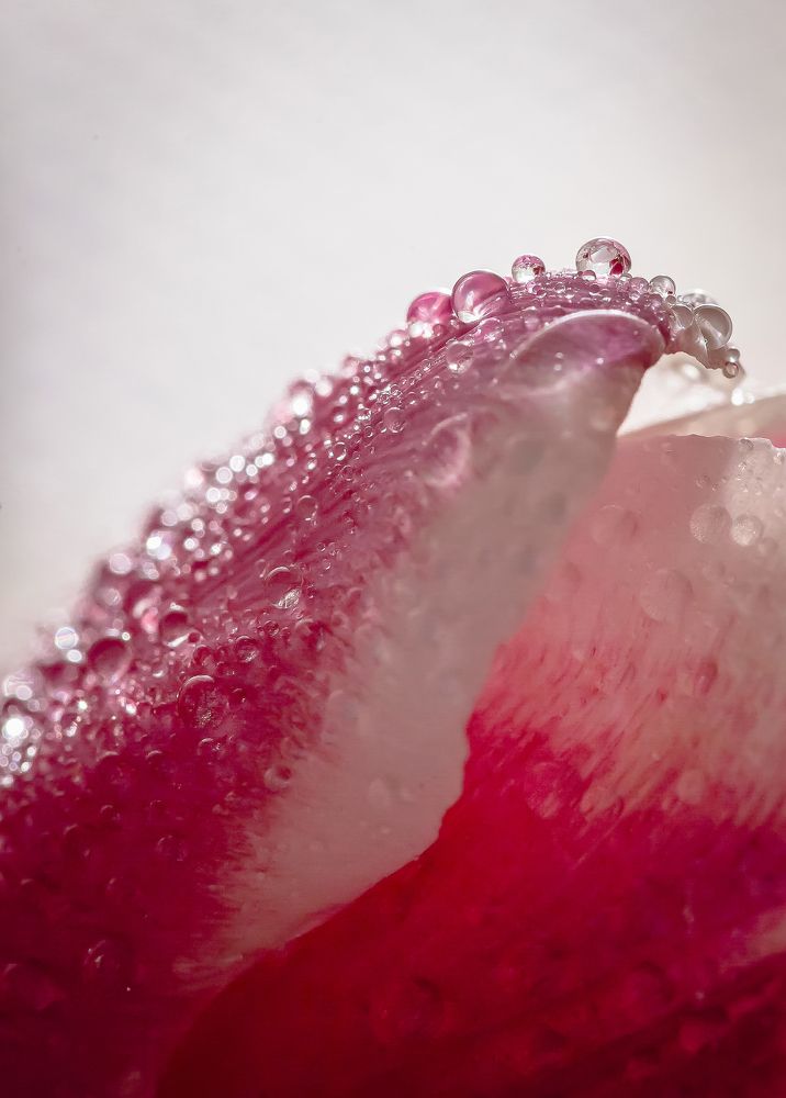 Photograph by Katja Sen