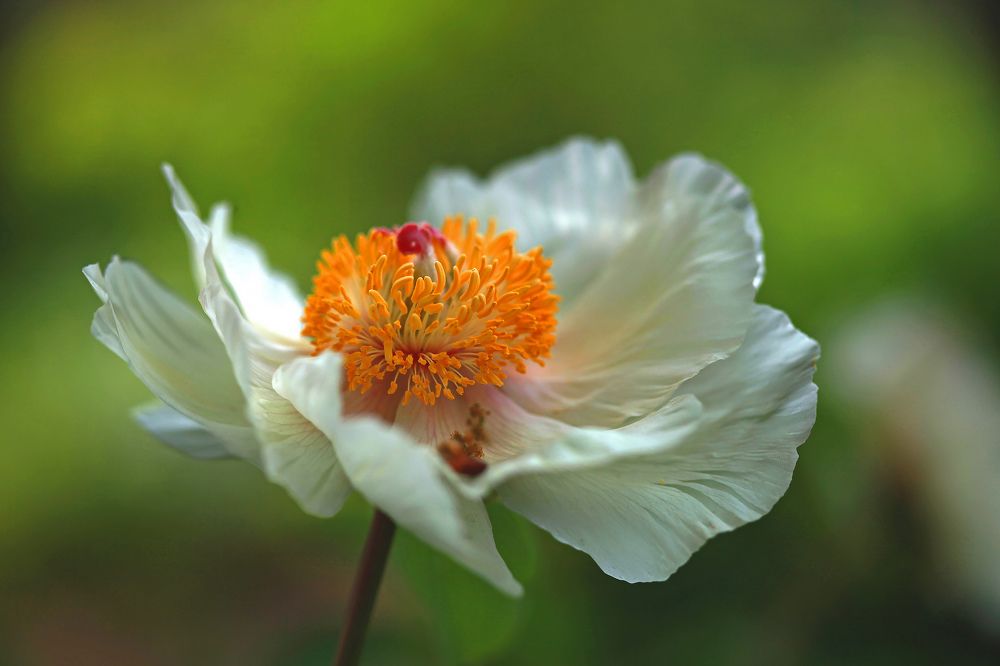 Фотография автора Анна Тихомирова