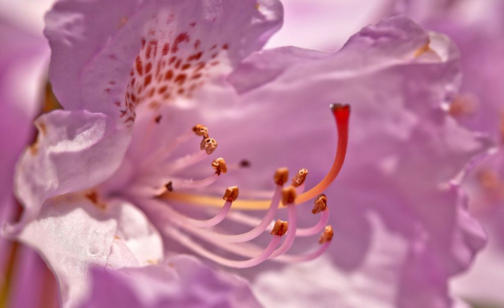 Фотография автора Анна Тихомирова