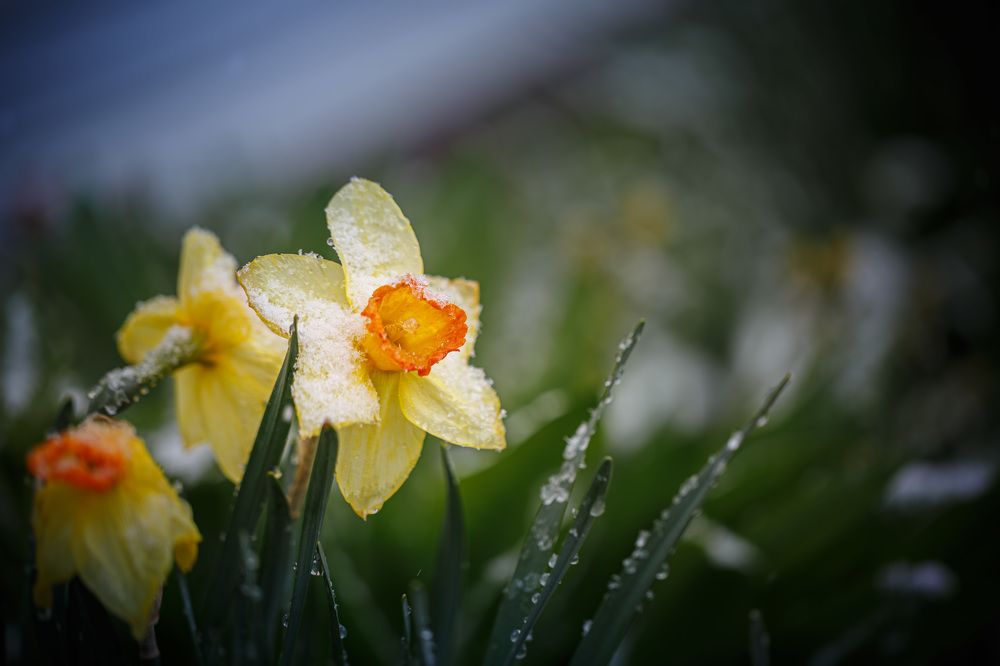 Майские сюрпризы...