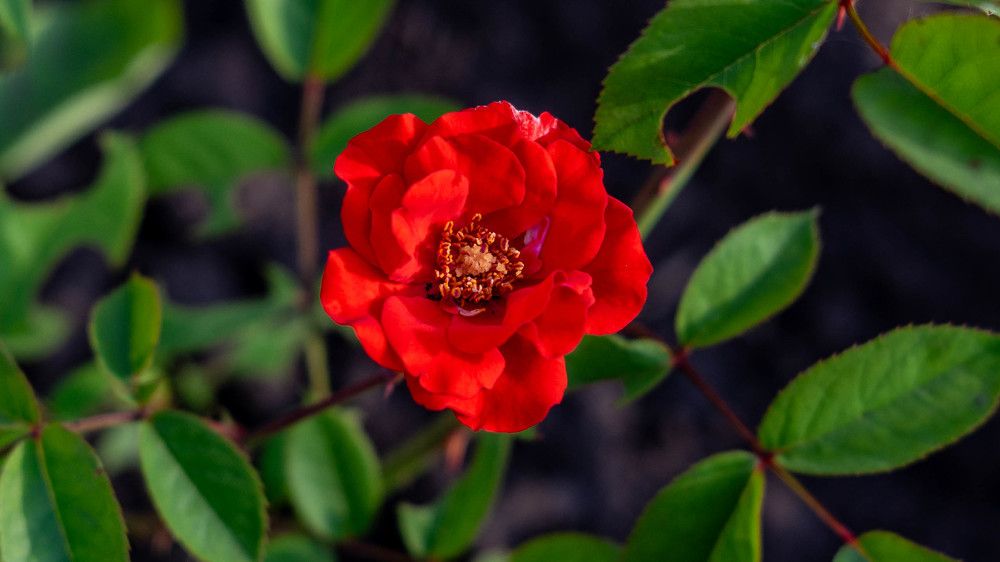 Фотография автора Владимир Оликов