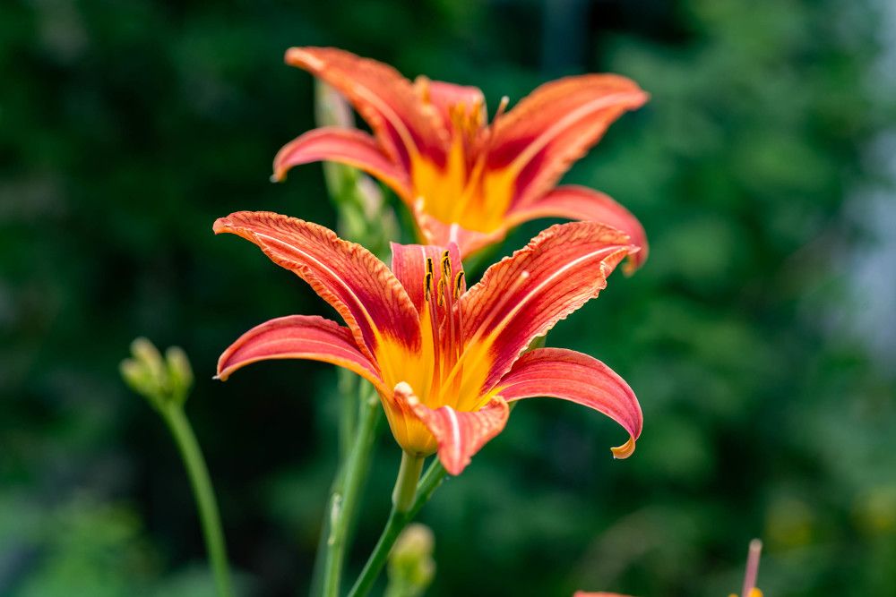 Фотография автора Владимир Оликов