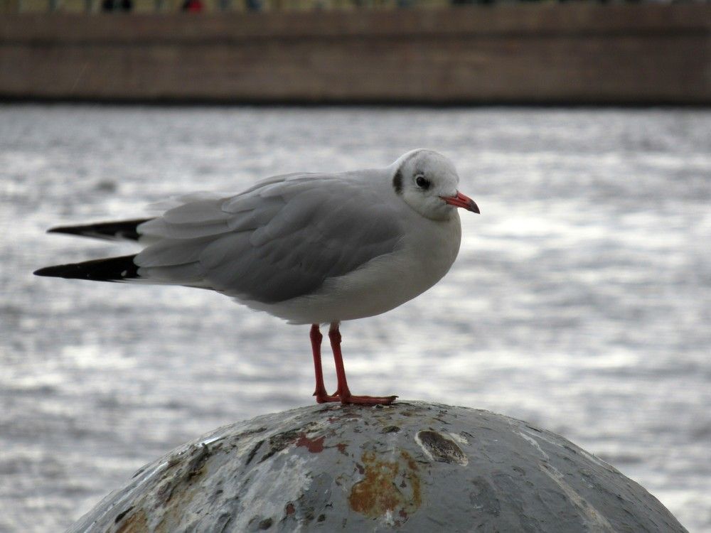 Photograph by Ольга Березовская