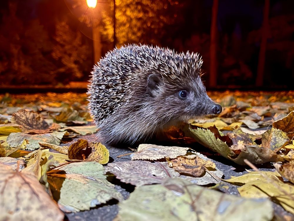 Photograph by Александр Михайлович