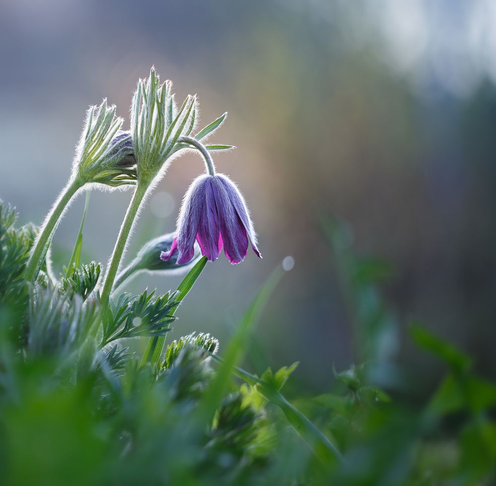 Весеннее пробуждение...