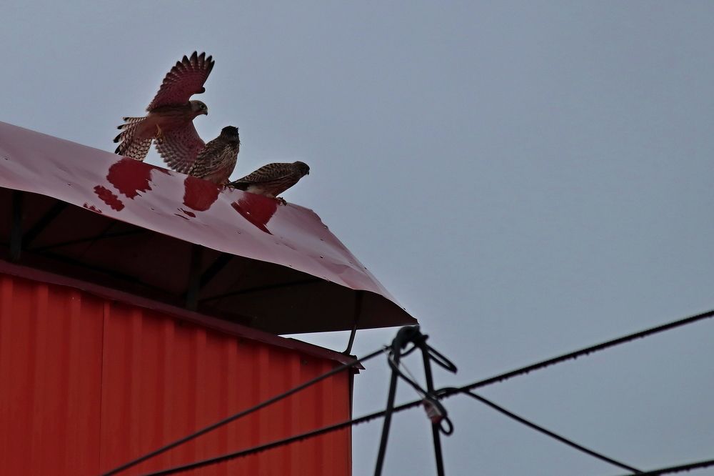 Photograph by Александр Велигура