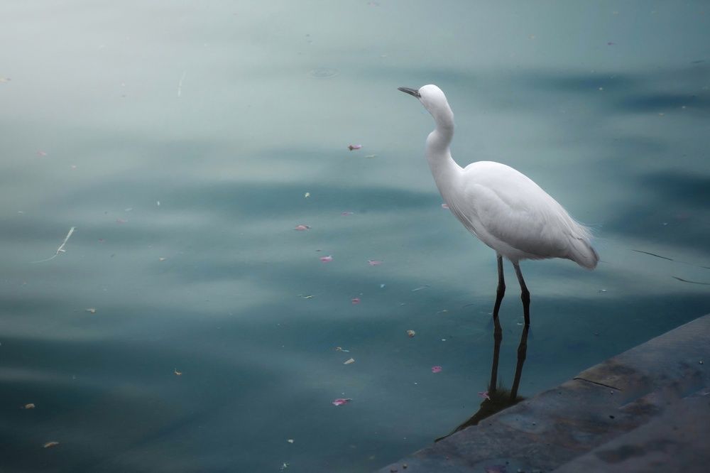 Photograph by prashant bamnawat