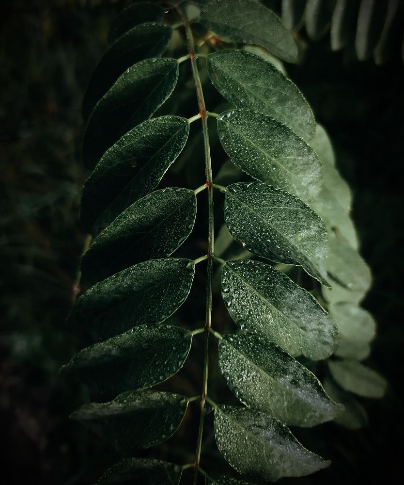 Photograph by Ирина Половцева