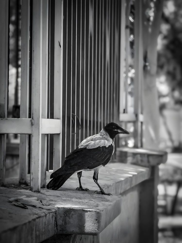 Photograph by Farshad