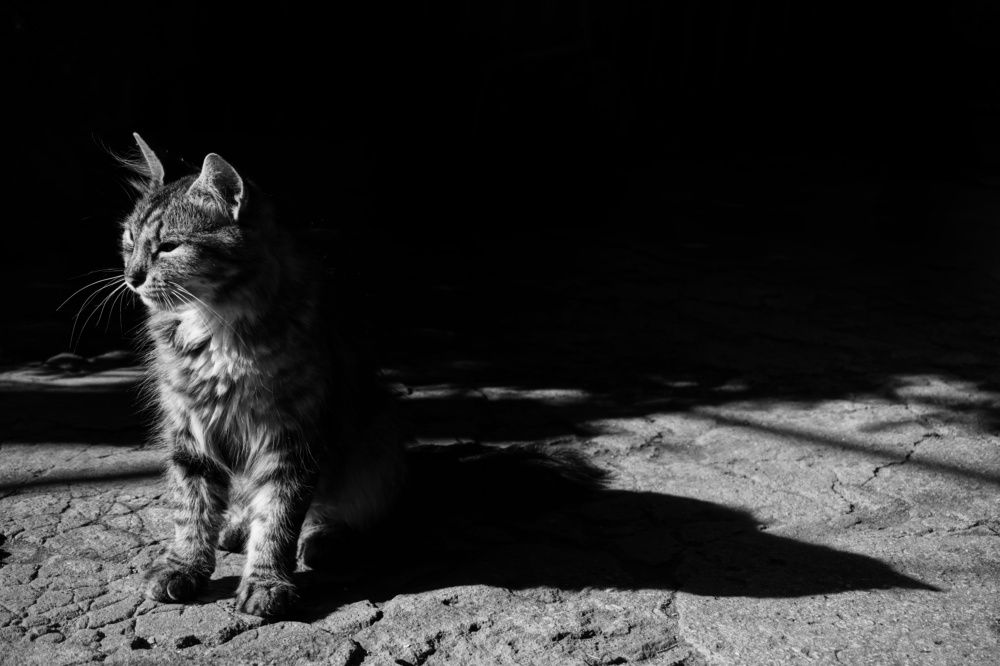 Photograph by Елена Шабельникова