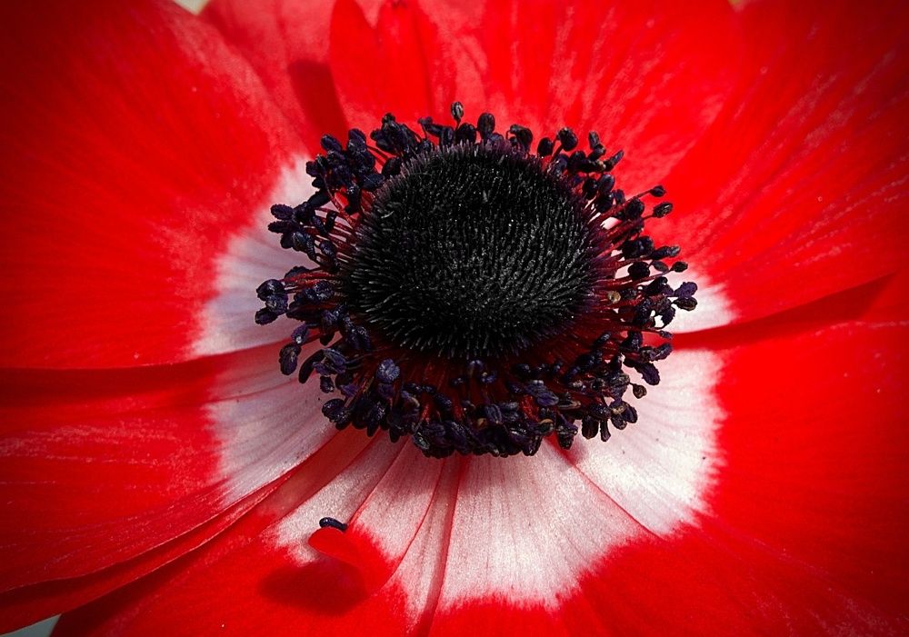 Photograph by Natalia Bondarenko