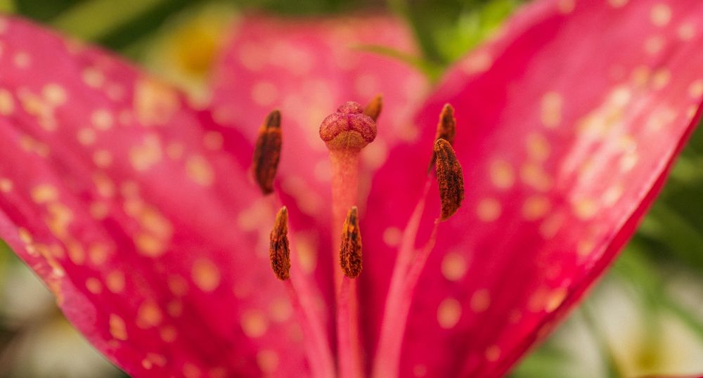 Photograph by Irina Luidinshina