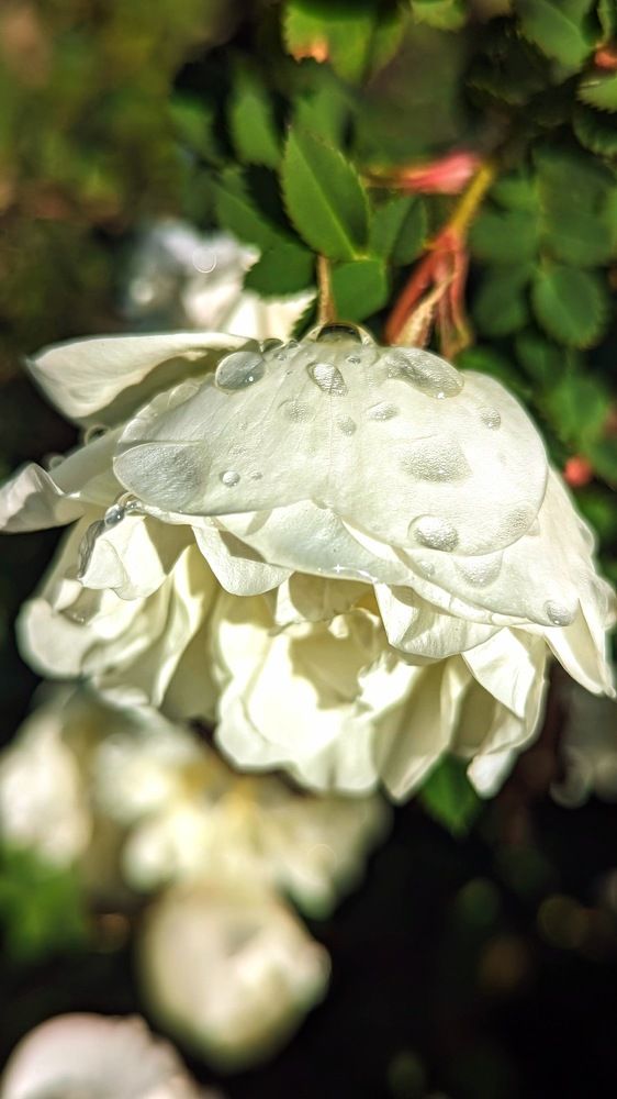 Photograph by Anastasiia