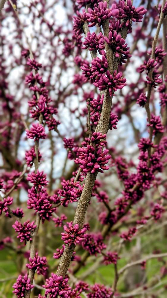 Photograph by Anastasiia