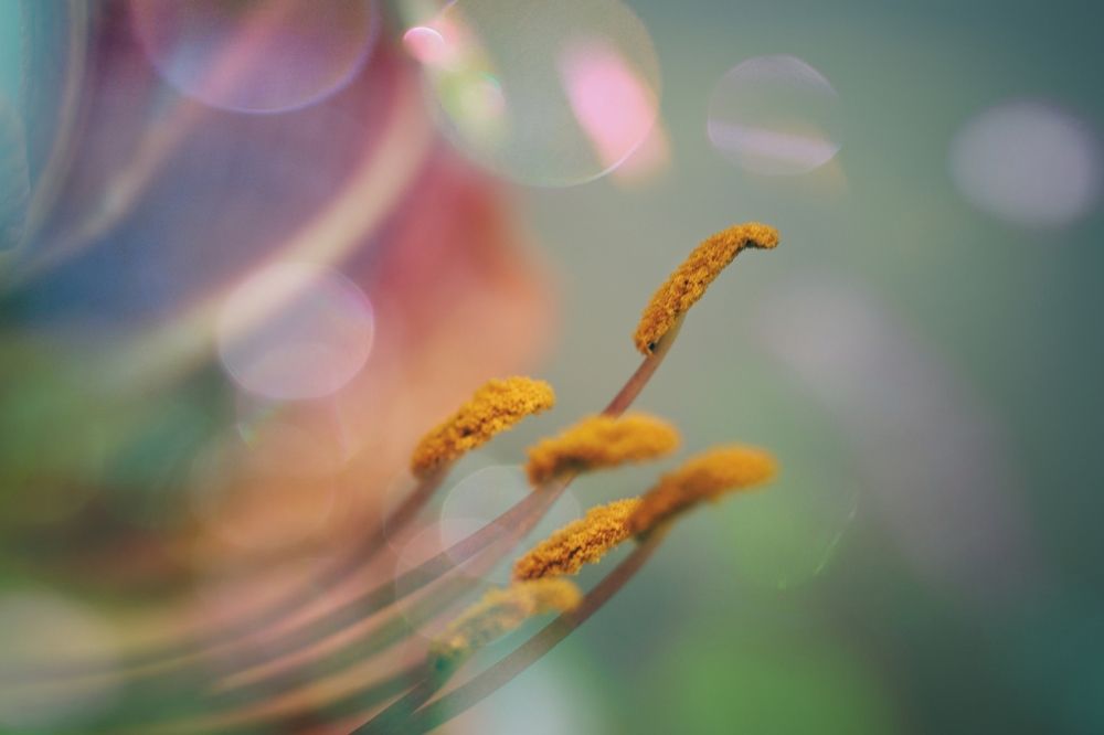 Photograph by Magic Helios